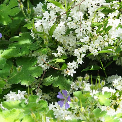 pflanzplanung-garten-faessler-freiraumplanung Pflanzplanung im Garten mit Fässler Freiraumplanung