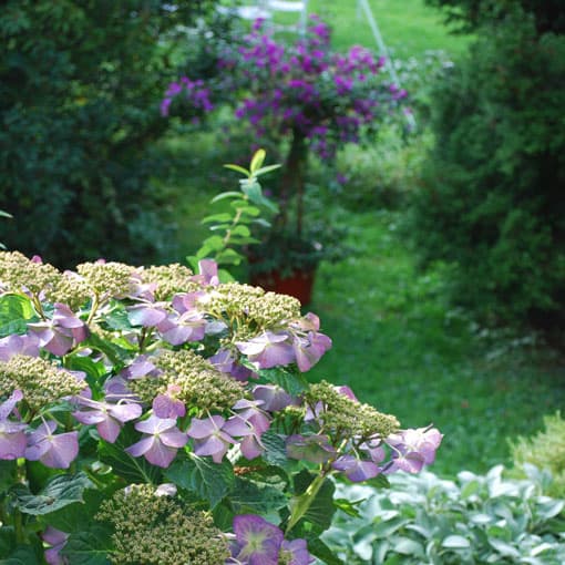 pflanzplanung-gartenplanung Pflanzplanung im Garten mit Fässler Freiraumplanung