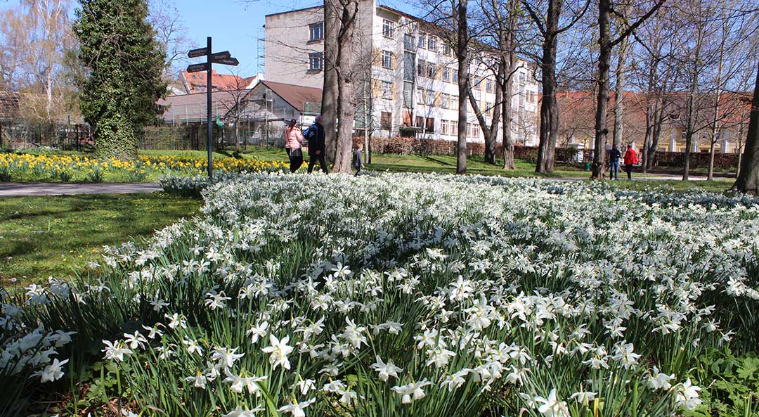 Gemeinschaftsgrab Friedhof Ost St. Gallen - Frühjahrsaspekt mit Narzissen