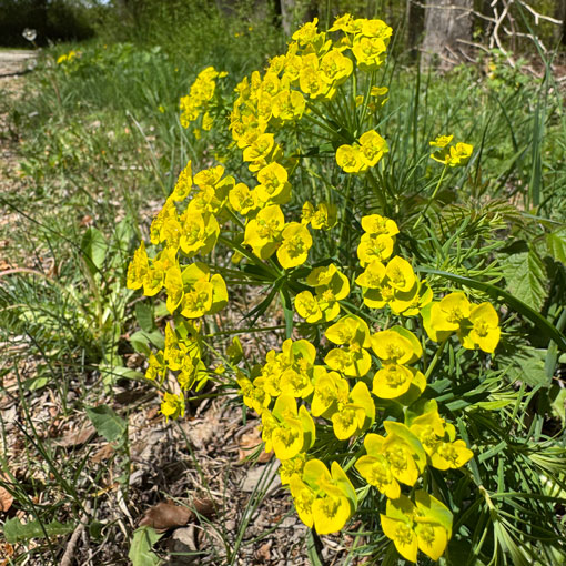 Euphorbia-Cyparissias-Zypressen-Wolfsmilch Pflanzen - Euphorbia cyparissias Zypressen Wolfsmilch<br />