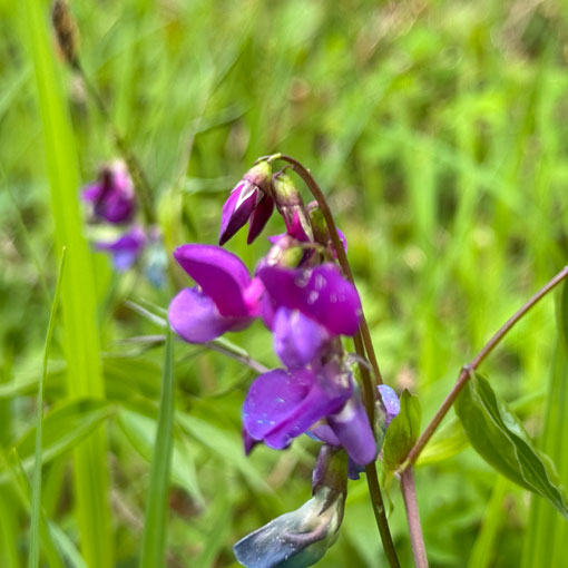 Fruehlingsplatterbse-Lathyrus-vernus Pflanzen - Frühlingsplatterbse<br />
Lathyrus vernus
