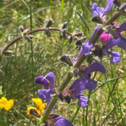 Salvia-Nemerosa-Wiesen-Salbei Pflanzen - Salvia Nemerosa, Wiesen Salbei