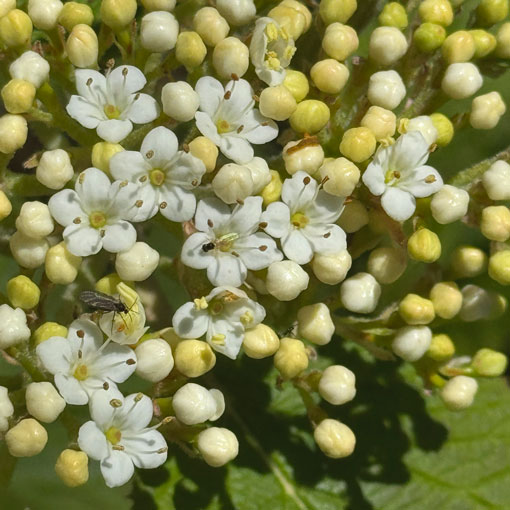 Viburnum-lantana-Wolliger-Schneeball Pflanzen - Viburnum lantana Wolliger Schneeball